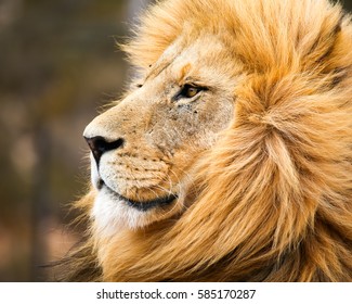 Portrait Of Male Lion In Cape Town, South Africa