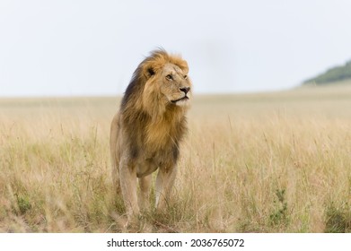Portrait of a male lion in Masai Mara, Kenya