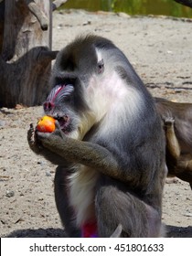 Portrait Of A Male Mandrill Eating. 