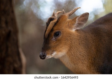 Portrait of male Reeve´s Muntjac