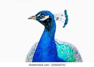 portrait of a male peacock. peacock - peafowl isolated on white background. headshot Portrait close-up