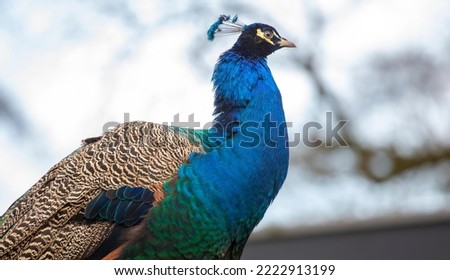 portrait of a male peacock. peacock - peafowl isolated. headshot Portrait close-up