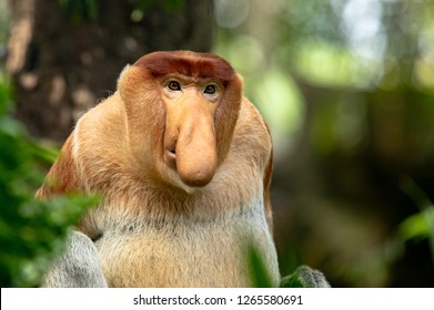 Portrait Of A Male Proboscis Monkey With Big Nose