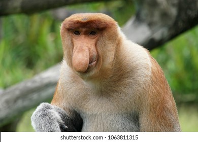 portrait-male-proboscis-monkey-nasalis-260nw-1063811315.jpg