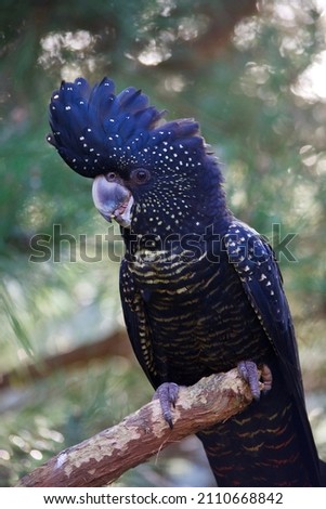 Portrait of a male red-tailed black cockatoo