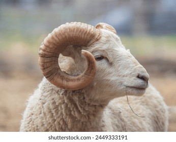 Portrait of male shetland sheep on a farm - Powered by Shutterstock