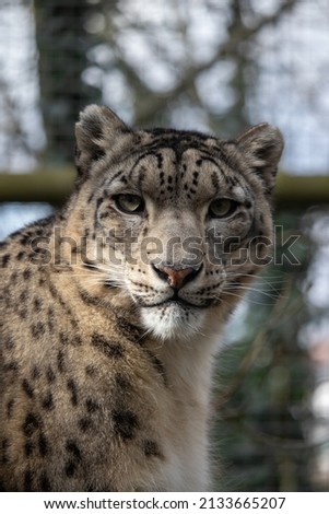Portrait of a male Snow Leopard, Makalu (Panthera uncia)