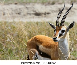 Portrait of a male thomson's gazelle in the serengeti, Tanzania