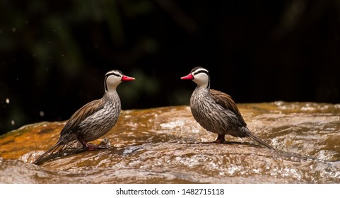 Portrait Of Male Torrent Duck (Merganetta Armataa Pair Of Males In The River In Mirror Mode, Uncommon And Often Hard To Find In Fast Flowing Andean Streams And Rivers Inconspicuous In Water When 