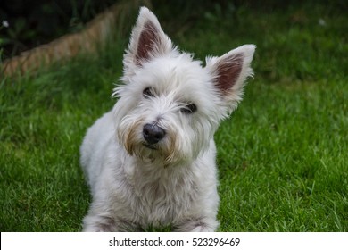 Portrait of a male Westie dog,sitting in the garden, England