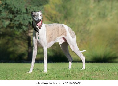 Portrait Of A Male Whippet Dog