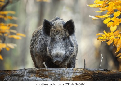 Portrait male Wild boar in autumn forest. Wildlife scene from nature