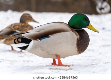 Portrait of a male wild duck in the winter season. Mallard ducks in the snow. Beautiful drake in the snow - Powered by Shutterstock