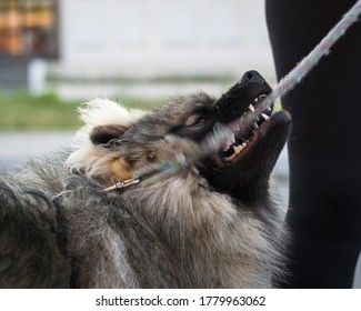 Portrait Of Male Wolfspitz Breed Dog Biting Leash