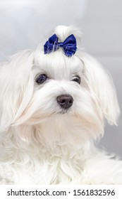 Portrait Maltese Lapdog With Blue Bow On His Head. Close-up Portrait Small White Dog With Long Hair.