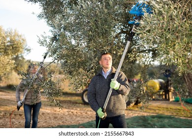 Portrait of man farmer engaged in growing olives, knocking down and picking fresh olives from trees - Shutterstock ID 2155667843