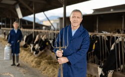 Portrait Of Man Farmer With Pitchfork Standing In Cowshed Among Rows Of Cows In Stalls.