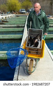 Portrait Of Man Fish Farm Worker Catching Sturgeon At Pool