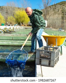 Portrait Of Man Fish Farm Worker Catching Sturgeon At Pool