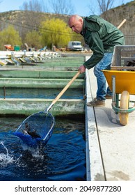 Portrait Of Man Fish Farm Worker Catching Sturgeon At Pool