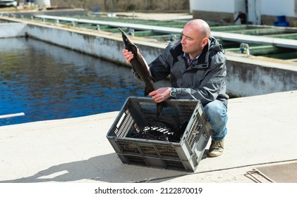 Portrait Of Man Fish Farm Worker Demonstrating Sturgeon