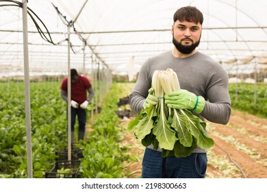 Portrait Of Man Horticulturist Picking Mangold In Greenhouse