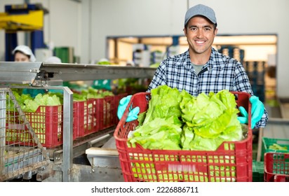 Portrait of man working on sorting line at vegetable warehouse, stacking boxes with selected lettuce