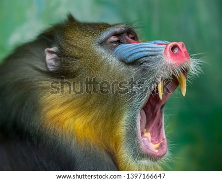 Similar – Monkey after the visit to the dentist…