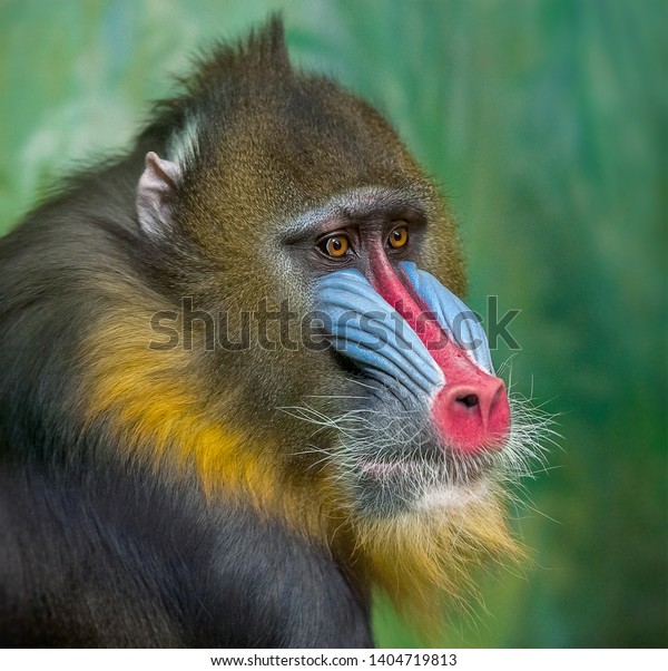 旧世界猿族の霊長類 マンドリルス スフィンクスのポートレート の写真素材 今すぐ編集