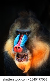 Portrait Of A Mandrill Showing Its Teeth