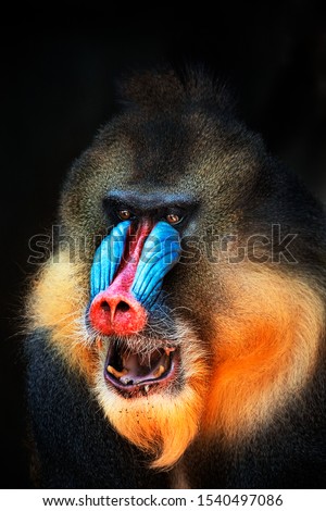 portrait of a mandrill showing its teeth