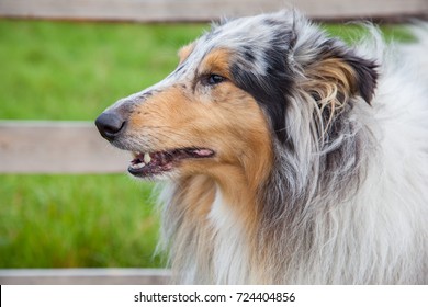 Rough Hound Images Stock Photos Vectors Shutterstock