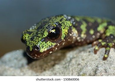 Portrait Of A Marbled Newt On A Rock