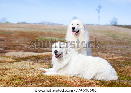 Portrait of maremma sheepdogs
