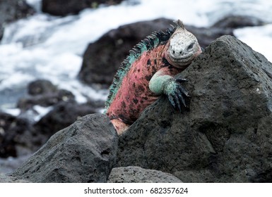 Pink Iguana Images Stock Photos Vectors Shutterstock