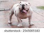 Portrait of a mascular looking bulldog