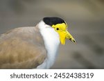 Portrait of a masked chick. Vanellus miles. Masked lapwing.	