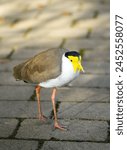Portrait of a masked chick. Vanellus miles. Masked lapwing.	