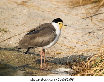Australian Water Birds Images, Stock Photos & Vectors Shutterstock