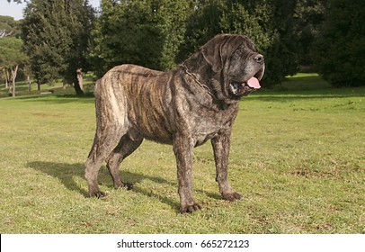 Porträt eines Mastiff Hundes im Freien.