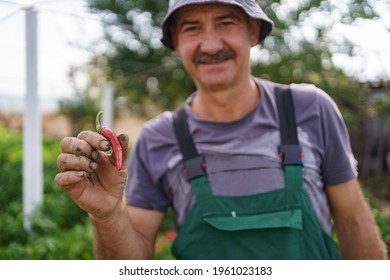 Portrait Of Mature Man Hold Red Chili Pepper In His Rough Hand. Proud Caucasian Man Farmer Harvesting Vegetables.