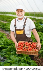 Portrait of mature man in uniform holding wicker basket full of sweet fresh strawberries. Professional gardener standing at outdoor greenhouse. Harvesting concept. 