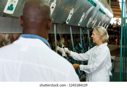 Portrait Of Mature Woman And African American Man Milkers At Dairy Farm