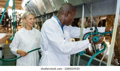 Portrait Of Mature Woman And African American Man Milkers At Dairy Farm