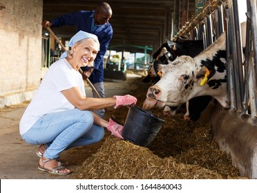 Portrait Of Mature Woman And African American Man Working With Cows On Dairy Farm