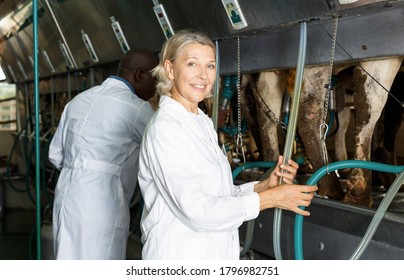 Portrait Of Mature Woman And African American Man Milkers At Dairy Farm