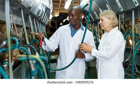 Portrait Of Mature Woman And African American Man Milkers At Dairy Farm