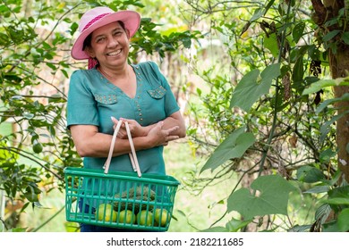 Portrait Of A Mature Woman Farmer Smiling. Happy Mature Woman At A Colombian Harvest. Cheerful Latin Farmer Woman Holds Basket Of Freshly Harvested Green Fruits.