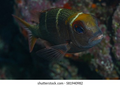 Portrait of a mean looking fish with teeth sticking out. Photographed on the Great Barrier Reef
