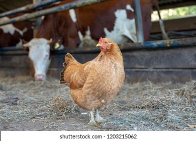 Portrait of an mean looking orange brown rooster with a red pink comb, a cockscomb, standing in a cowshed.
